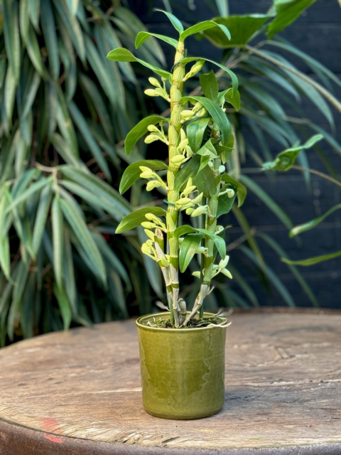 Dendrobium nobile Apollon