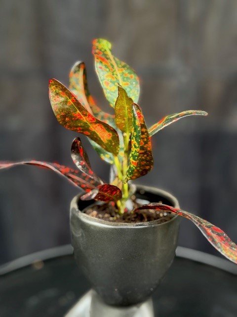 Codiaeum 'Bush on Fire' - Kroton