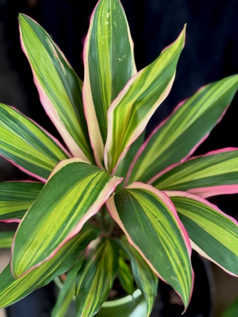 Cordyline fruticosa Kiwi