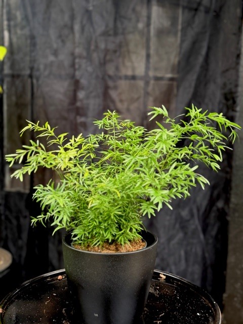 Asparagus dens. Cwebe