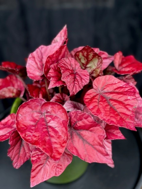 Begonia rex 'Inca Flame' - Bladbegonia