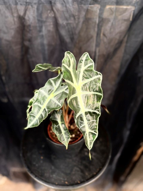 Alocasia x amazonica 'Polly' - Amazonsköld