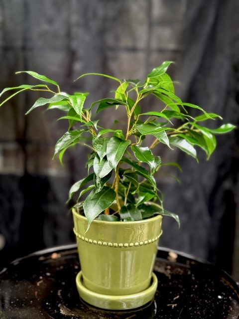 Ficus benjamina Danielle