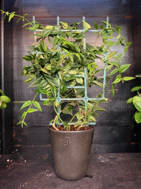 Hoya bella - Liten Porslinsblomma 