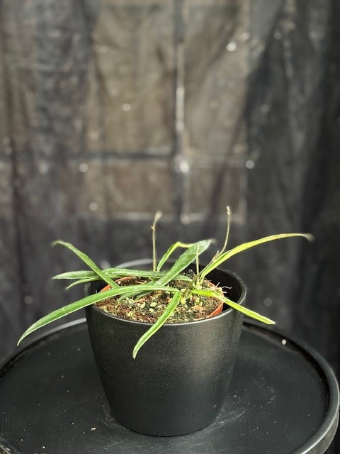 Hoya sheperdii - Pil-Porslinsblomma