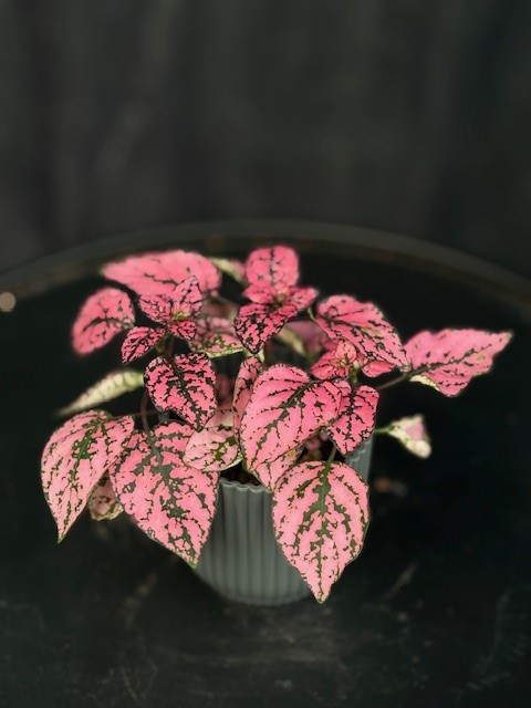 Hypoestes phyllostachya - Rosenstänk