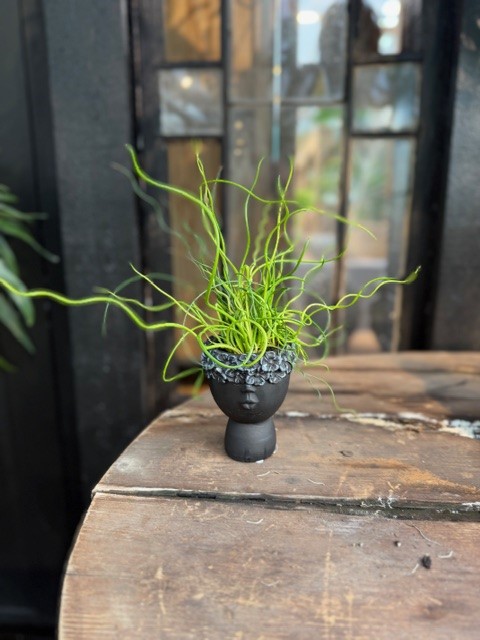 Juncus effusus 'Spiralis' - Veketåg