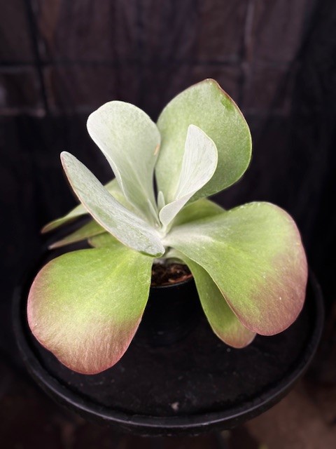 Kalanchoe thyrsiflora 'Red Lips' - Doftkalankoe