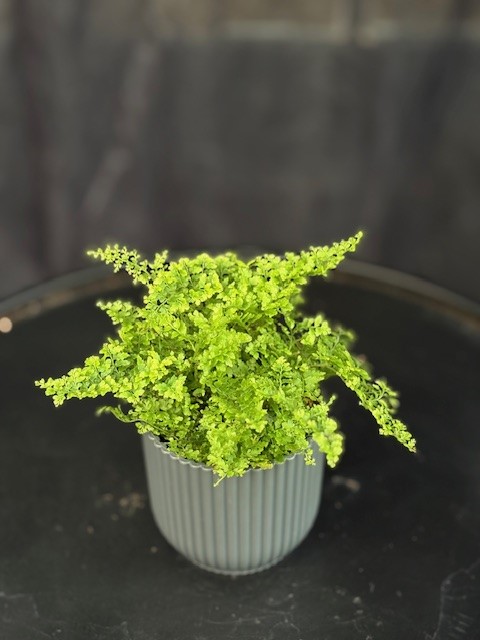 Nephrolepis exal. 'Cotton Candy' - Ormbunke/Spjutbräken