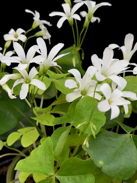 Oxalis regnellii