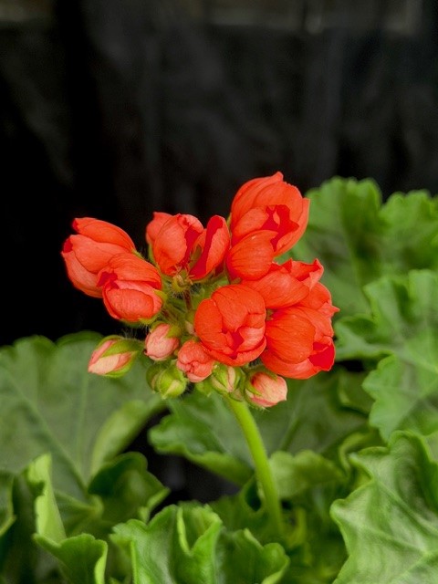 Pelargonium Red Pandora