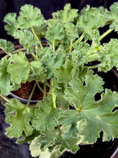 Pelargonium Pink Capitatum