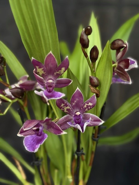 Zygopetalum 'Impasto Blue' - Zygopetalum