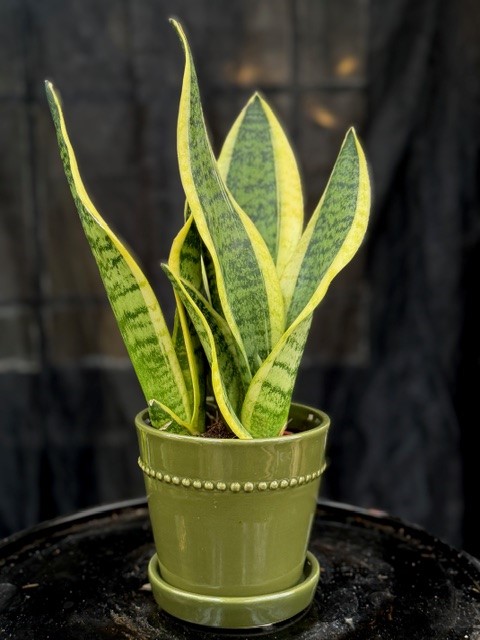 Sansevieria trif. Futura Superba