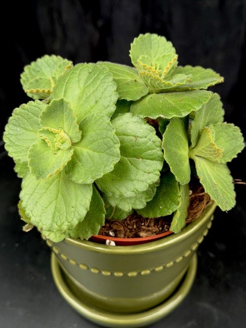 Coleus caninus 'Sumcol01' - Kattens Skräck