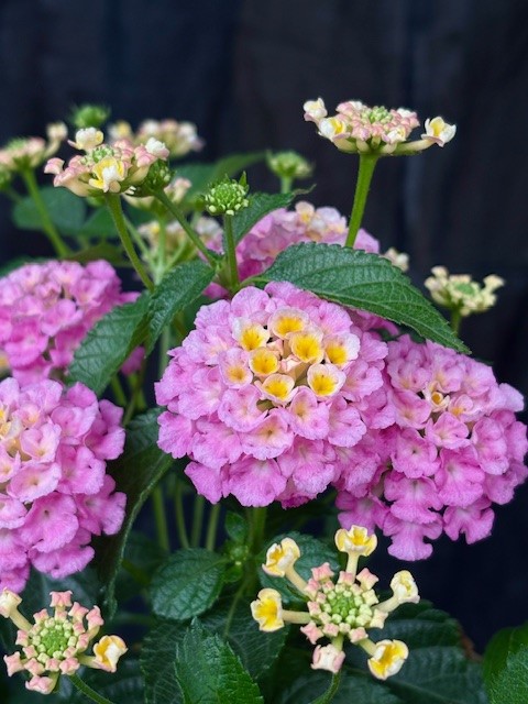 Lantana camara - Eldkrona