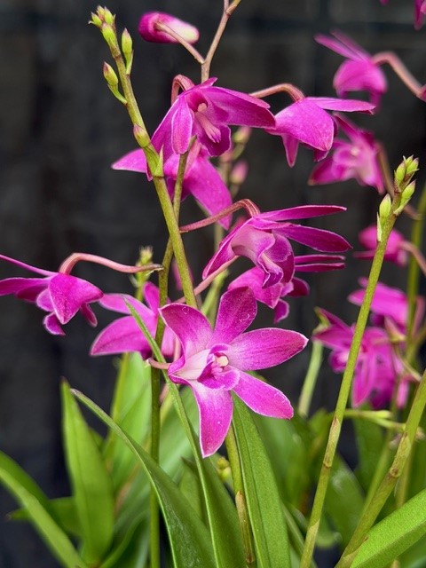 Dendrobium 'Berry Oda' - Dendrobium