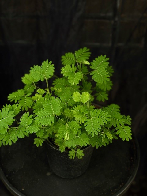 Mimosa pudica