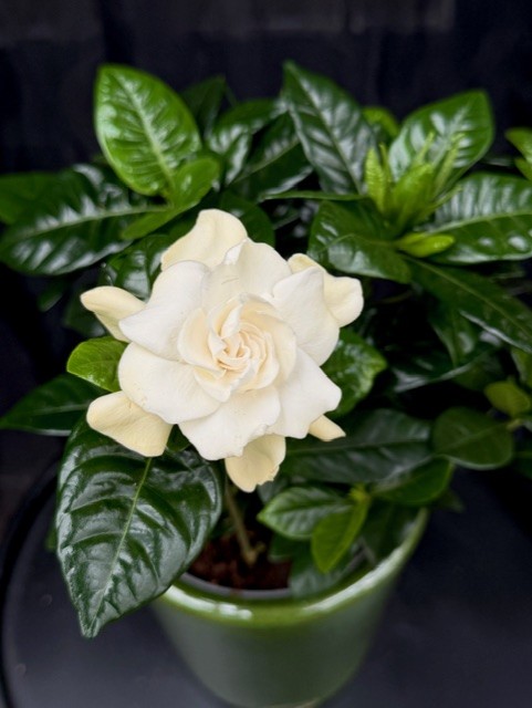 Gardenia jasminoides - Gardenia
