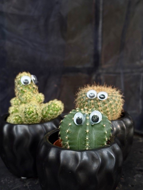 Cactaceae mix med ögon - Olika kaktusar med ögon