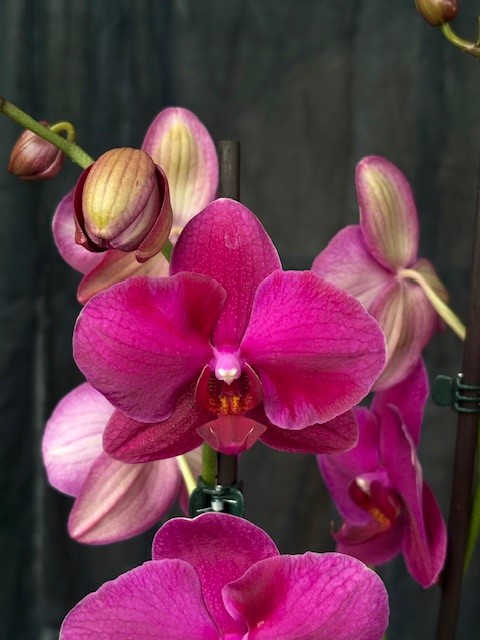 Phalaenopsis 'Vivaldi' - Brudorkidé