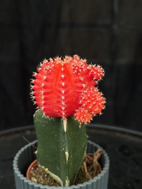 Gymnocalycium ympad röd - 