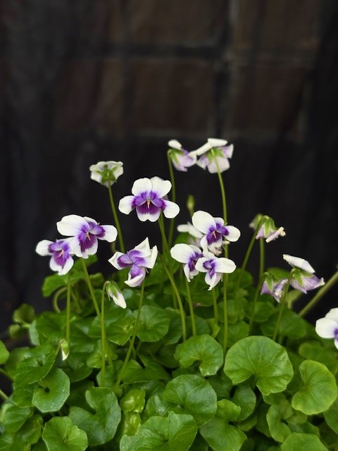 Viola hederaceae - Murgrönsviol