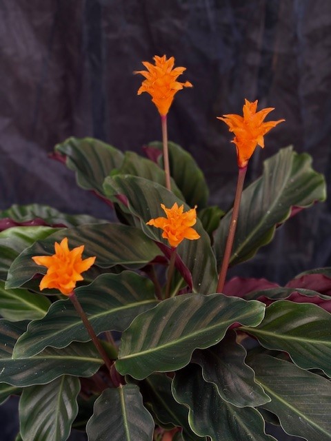 Calathea crocata 'Tassmania' - Incakrona