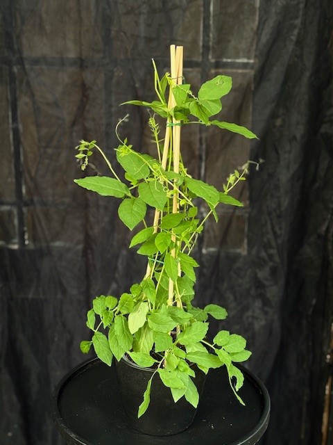 Cobaea scandens (vit) - Klockranka
