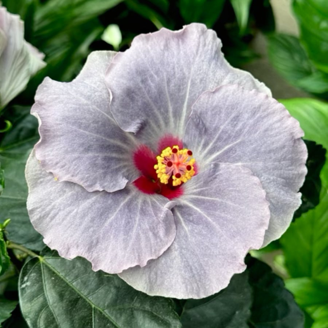 Hibiscus Cato - Hibiskus