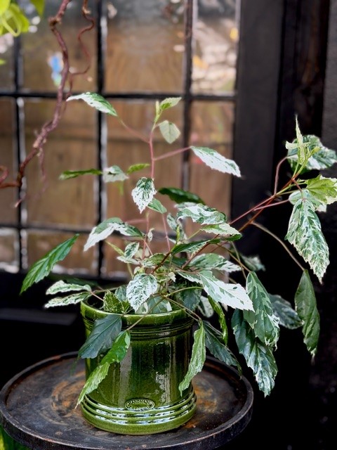 Hibiscus vari. Cooperi - Brokbladig hibiskus