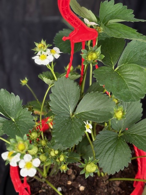 Fragaria ananassa (Ampel) - Jordgubbe i ampel