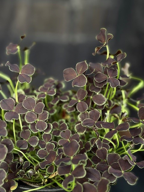 Trifolium repens 'Dark Debbie' - Klöver