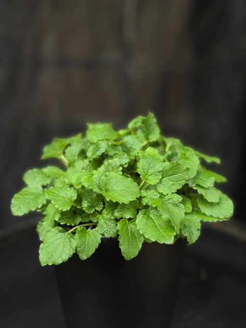 Melissa officinalis - Citronmeliss