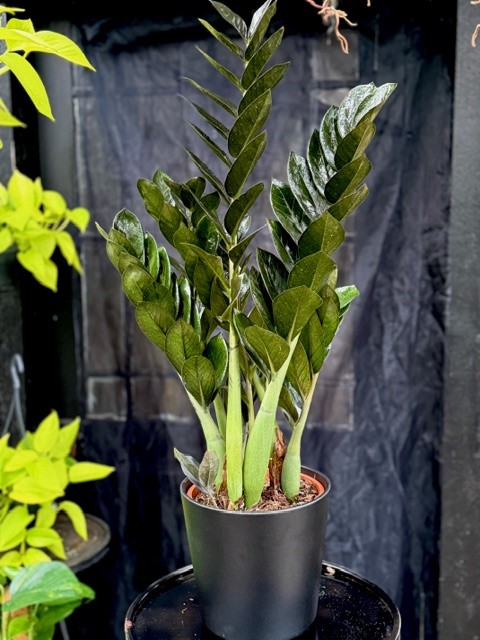 Zamioculcas zami. Super Nova