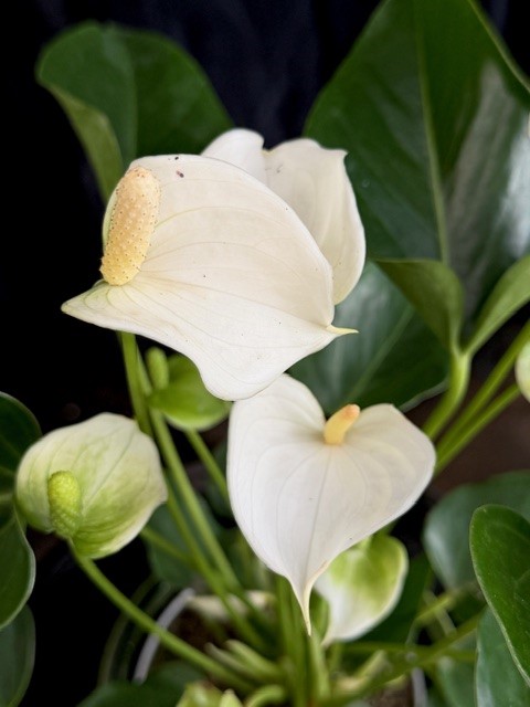 Anthurium andr. White Champion