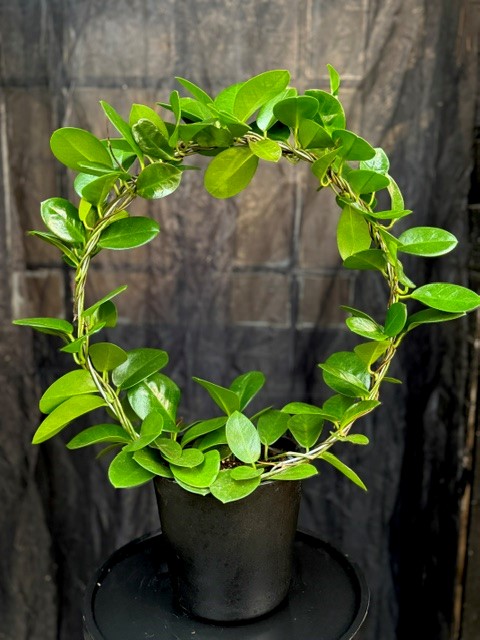 Hoya australis (båge) - Australisk porslinsblomma