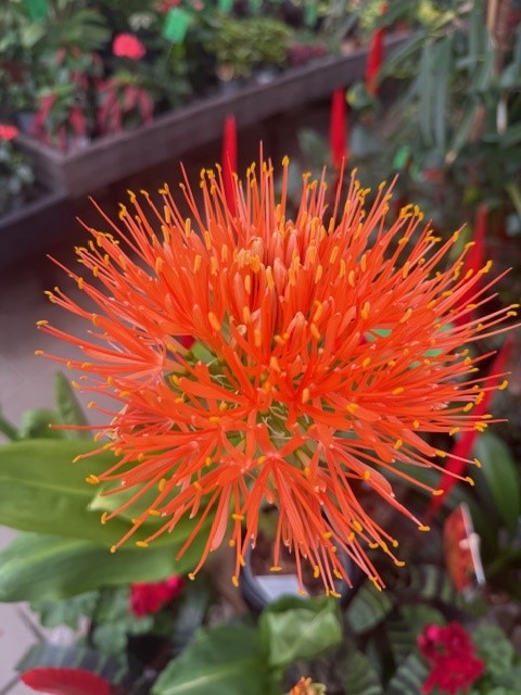 Scadoxus multiflorus