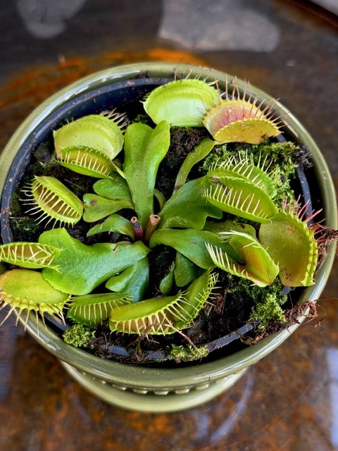 Dionaea muscipula - Venus flugfälla