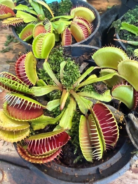 Dionaea muscipula