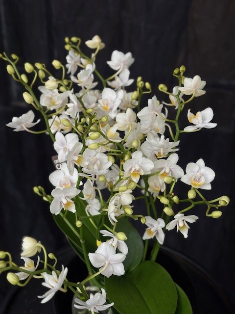 Phalaenopsis multi. 'Wild' - Brudorkidé