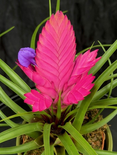 Tillandsia cyanea Josee