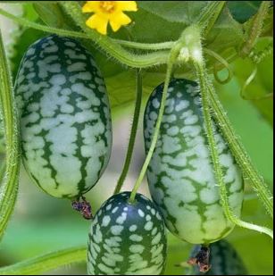 Zehneria scabra - Djungelgurka