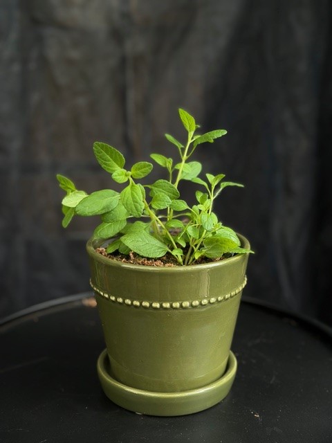 Salvia microphylla