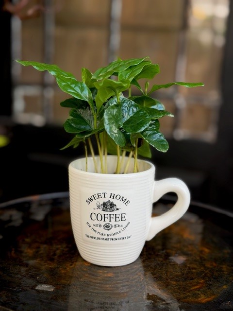 Coffea arabica i mugg