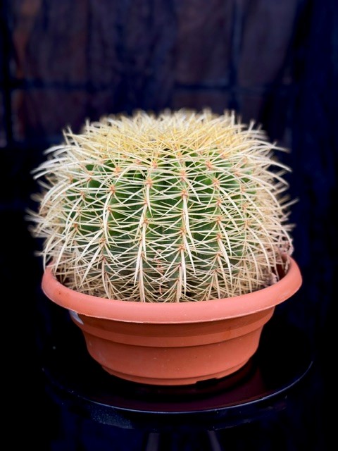 Echinocactus grusonii - Svärmors kudde