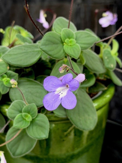 Streptocarpus saxorum - Sammetskornettblomma