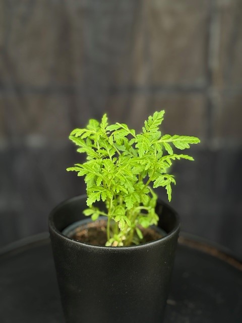 Tagetes tenuifolia 'Gnome' - Kryddtagetes Apelsin