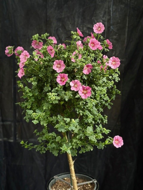 Anisodontea capensis (stam) - Blommande björk