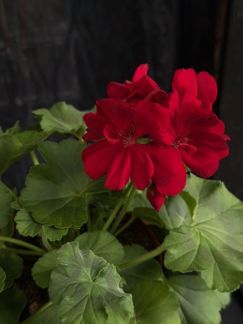 Pelargon 'Calliope Large Dark Red' - Kärlekspelargon